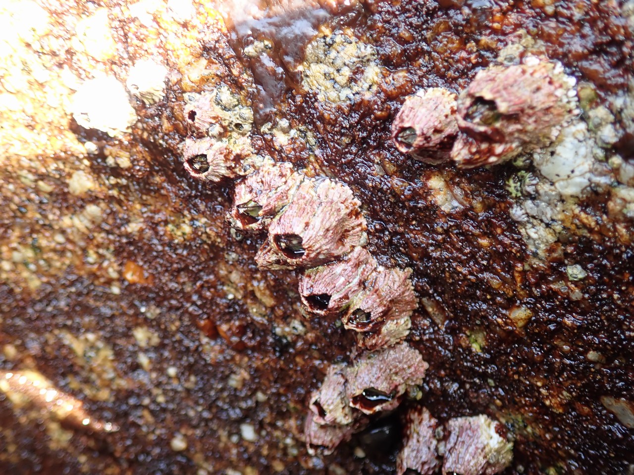 Tetraclita rubescens